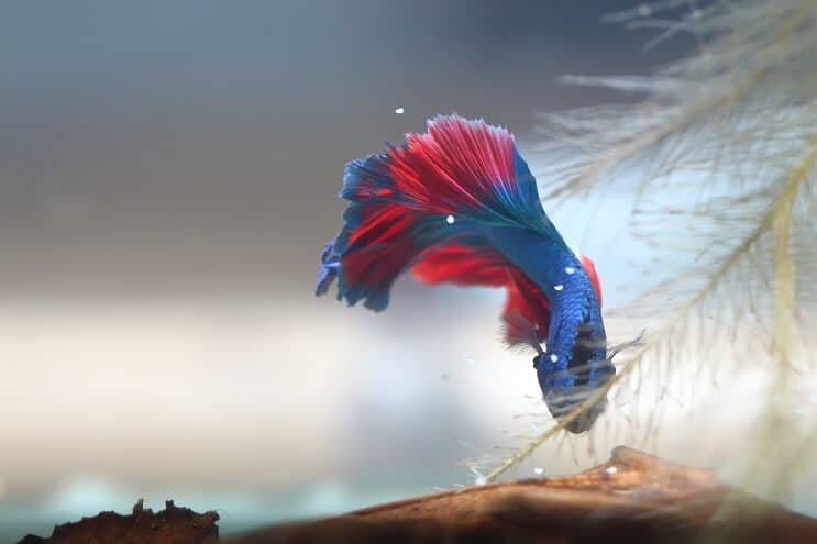 Betta recolectando huevos