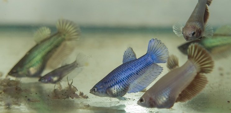 Alimentando a Betta Fry