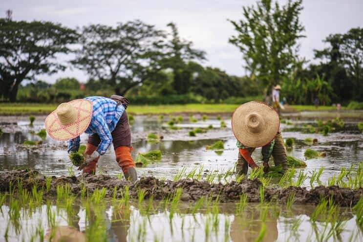 Campos de arroz en Tailandia