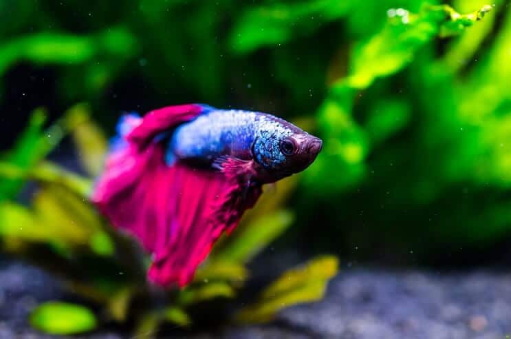 Pez Betta