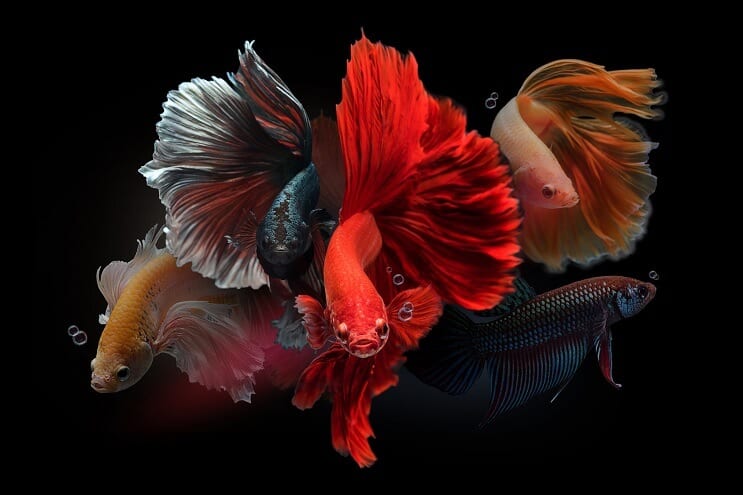 Bettas masculinos
