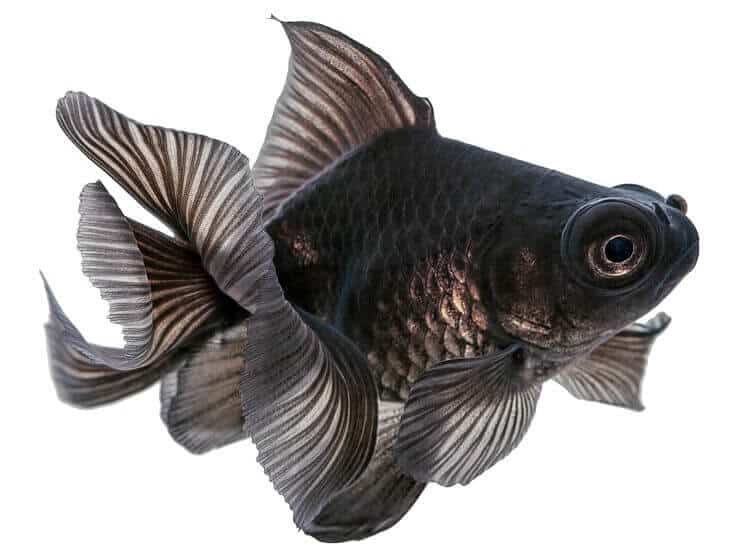 Goldfish telescopio negro