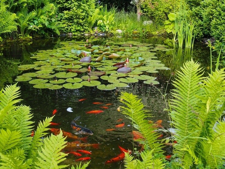Estanque de peces de colores y koi