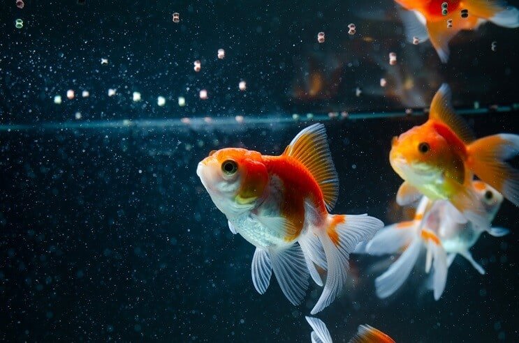 Goldfish comiendo