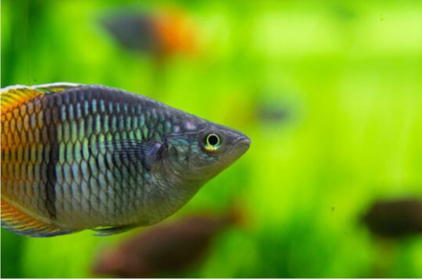pez arcoiris boesman