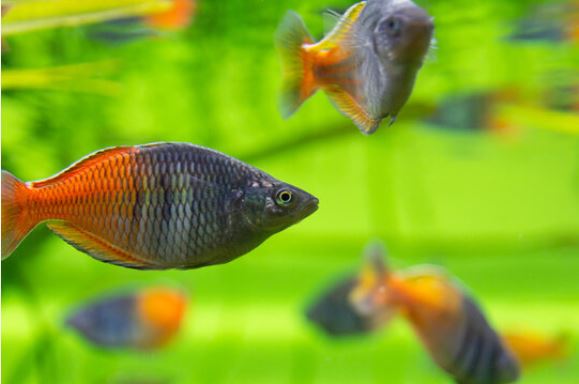 pez arcoiris boesman