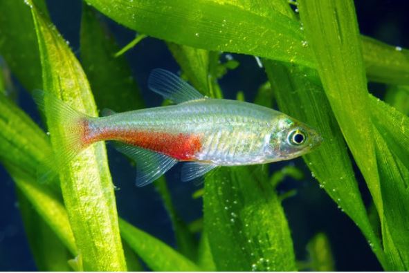 tetra de aleta de sangre