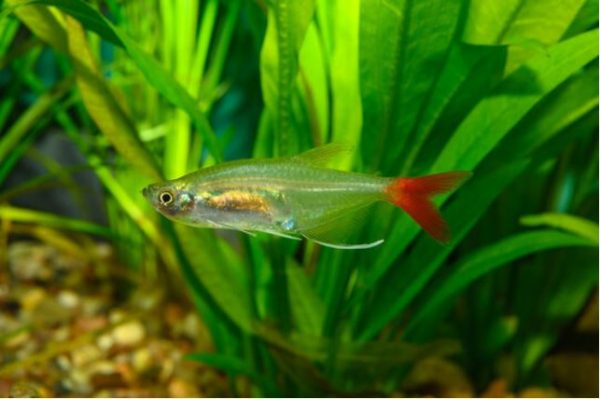 tetra de aleta de sangre