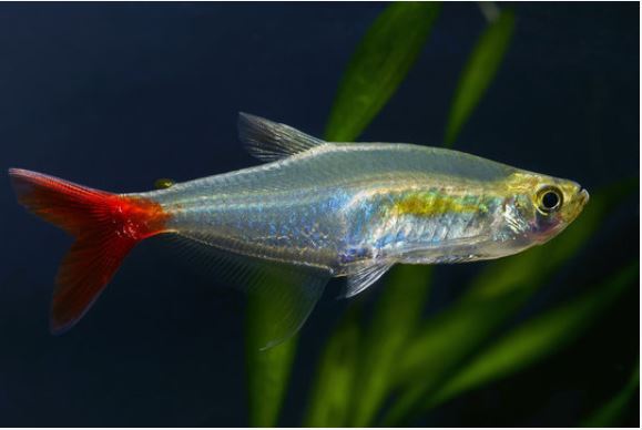 tetra de aleta de sangre