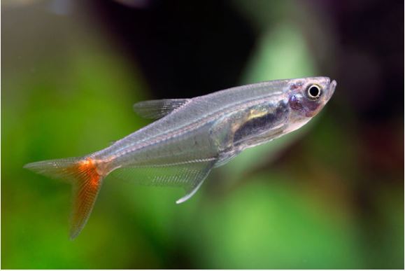 tetra de aleta de sangre
