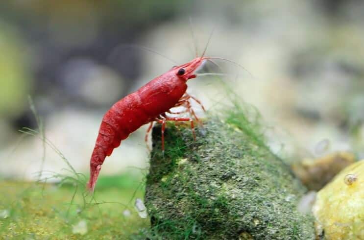 Camarones Cereza Roja