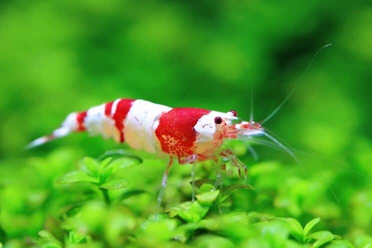 Camarones de cristal