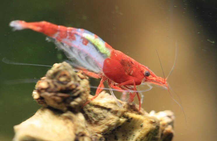 Camarones Rili Rojo
