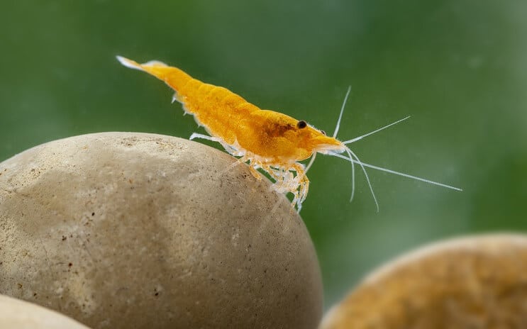 Camarón Neocaridina