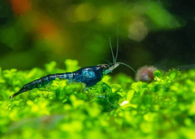 Camarones Terciopelo Azul