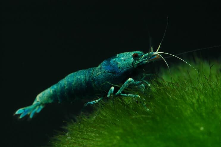 Camarones Blue Bolt