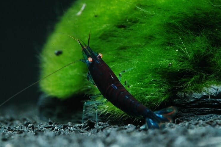 Camarón Tigre Azul