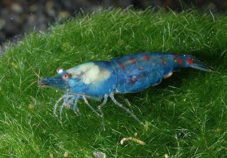 Camarones Perla Azul