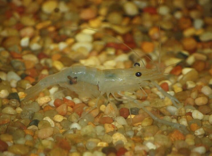 Camarones Bigote Indios