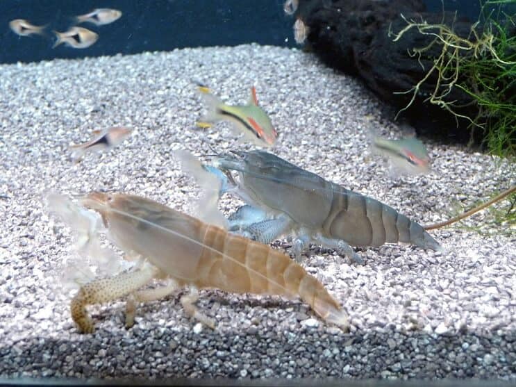 Camarones Vampiro