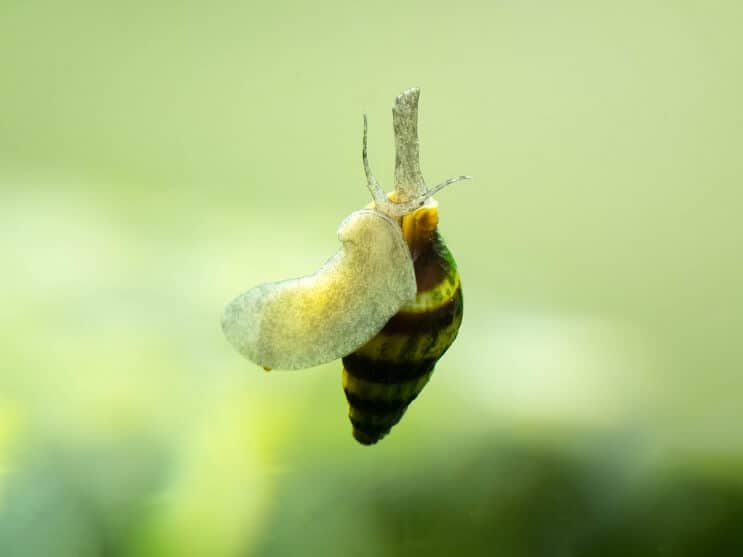 Caracol asesino