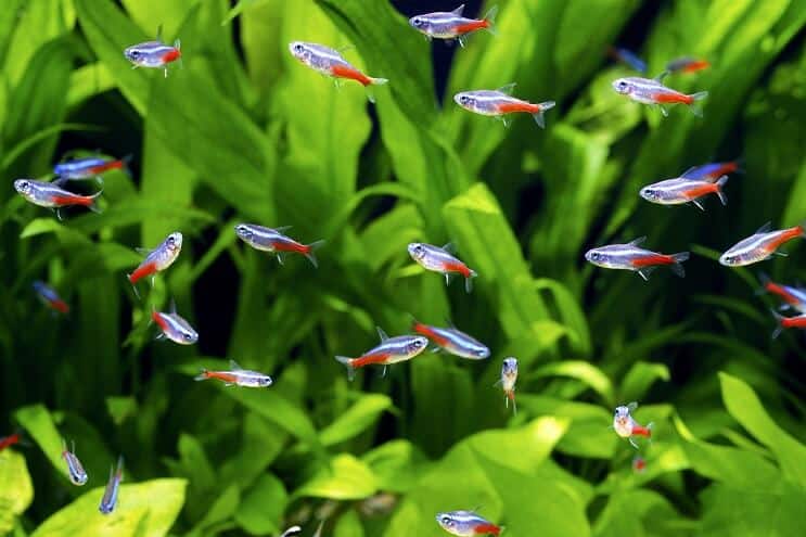 Compañeros de tanques para Assassin Snail