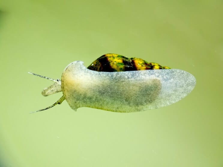 Caracol asesino en acuario
