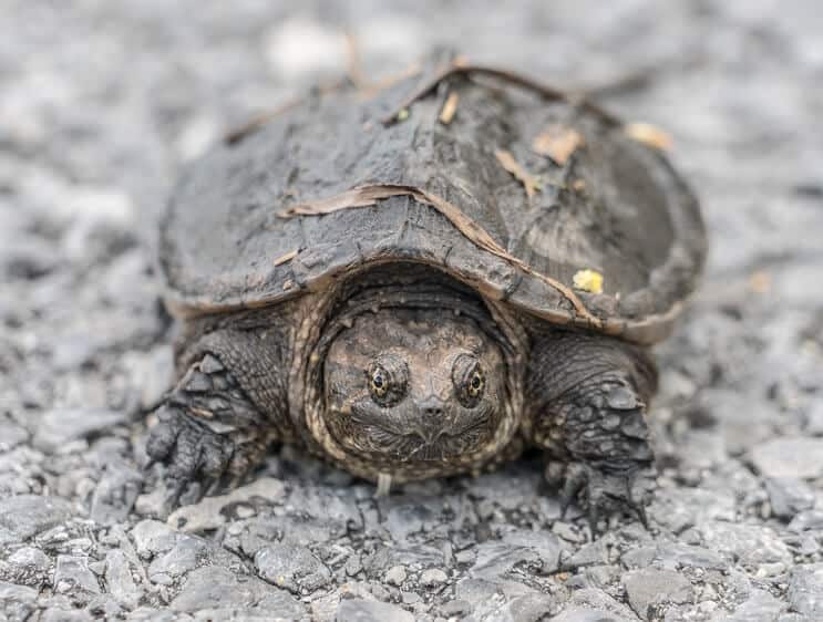 Una tortuga bebé