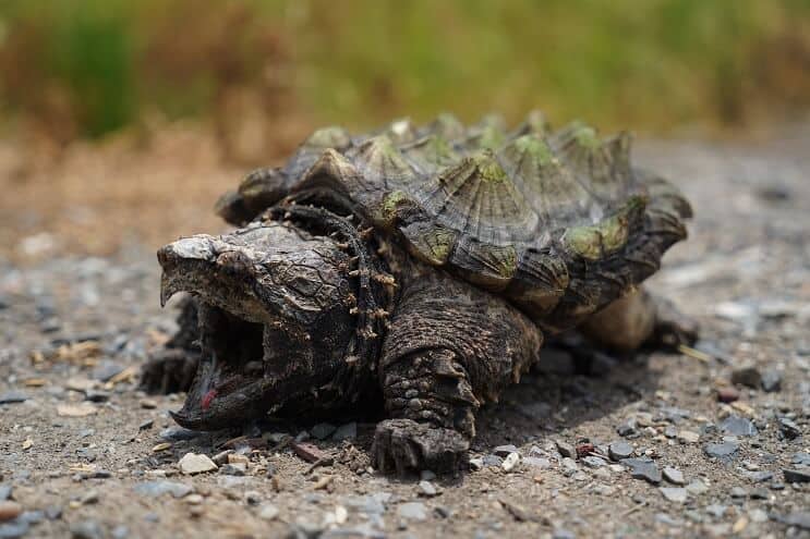 Tortuga mordedora de cocodrilo