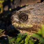 Tortuga mordedora