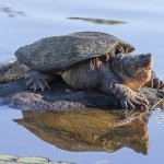 Tortuga mordedora en roca