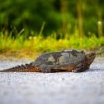Tortuga mordedora común