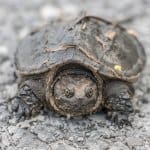 Una tortuga bebé
