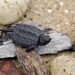 Tortuga bebé mordedora