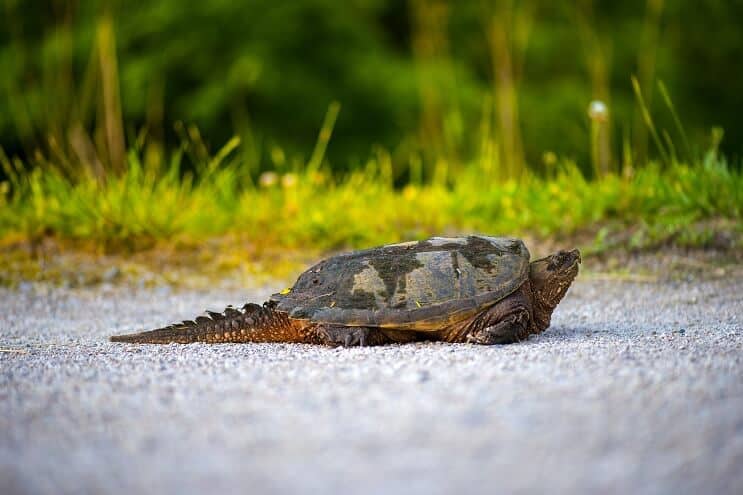 Tortuga mordedora común