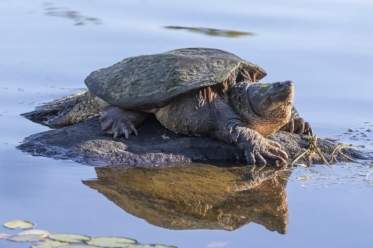 Tortuga mordedora en roca
