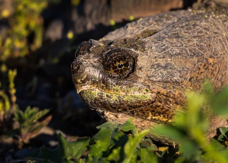 Tortuga mordedora