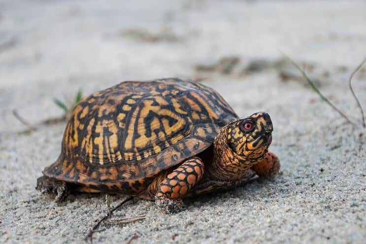 Aspecto de la tortuga de caja del este