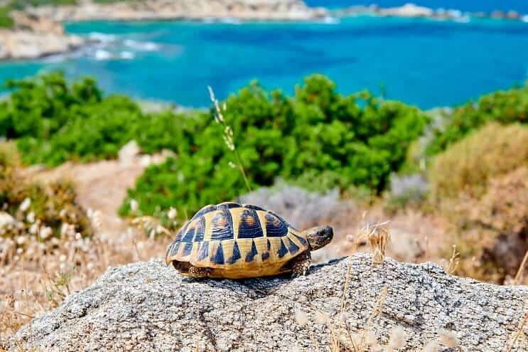Tortuga de caja al sol