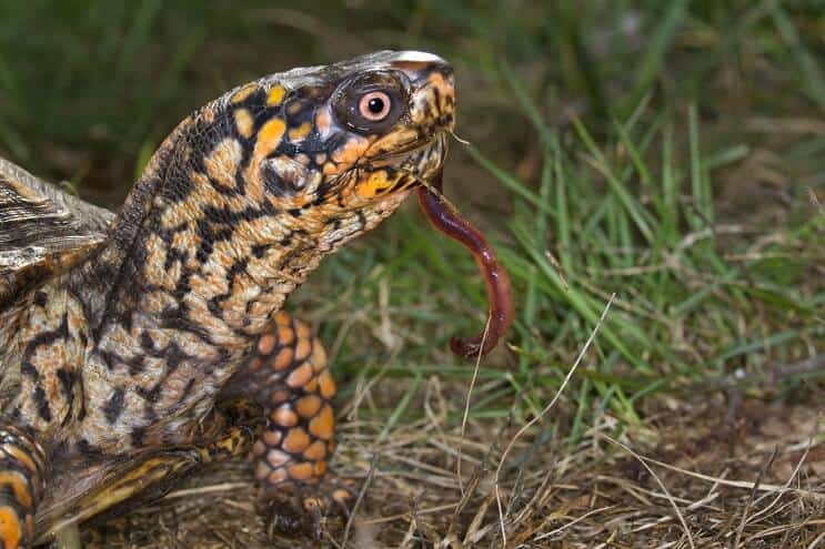 Dieta de la tortuga de caja del este
