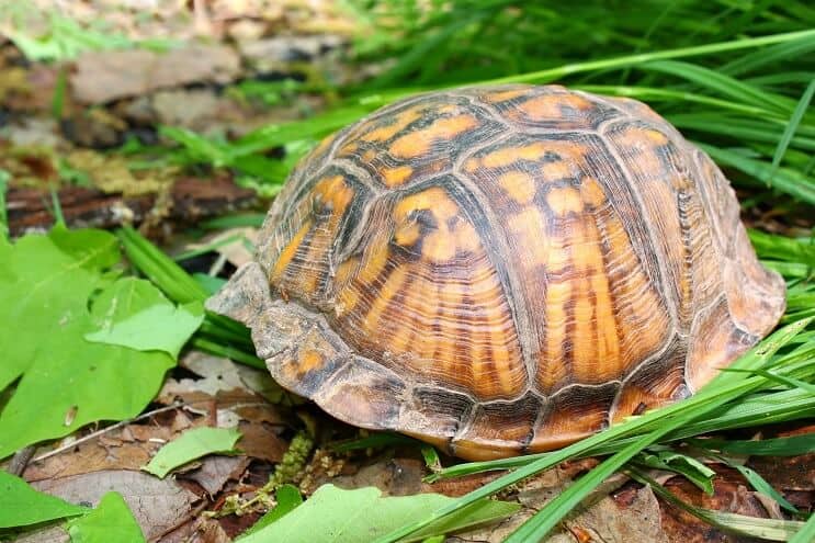 Ocultar la tortuga de caja del este