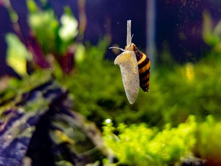 Caracol asesino