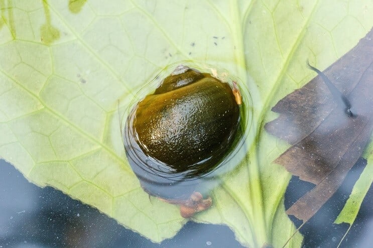 Caracol de manzana
