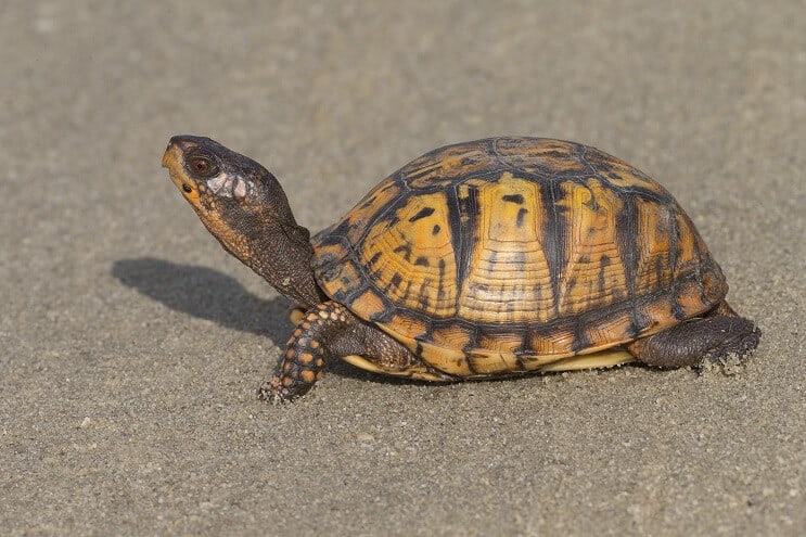 Tortuga de caja del este