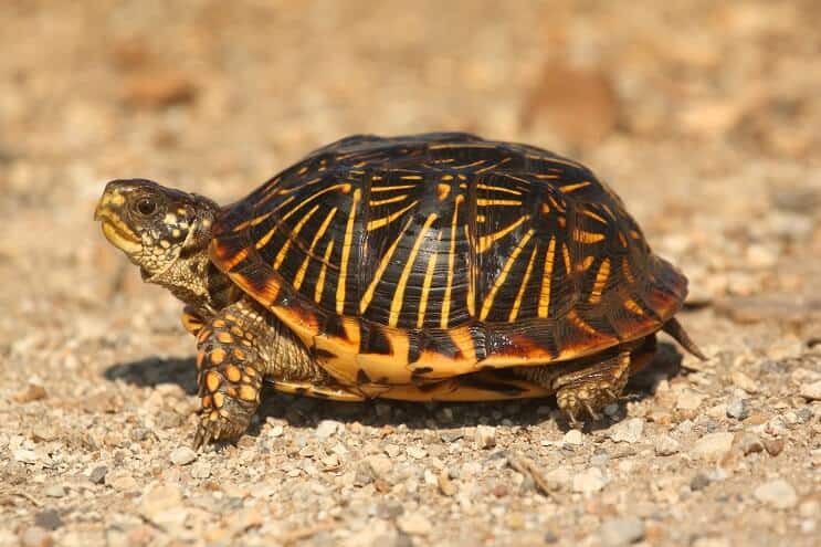 Tortuga de caja occidental