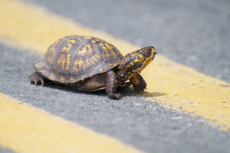Cuidado de la tortuga de caja