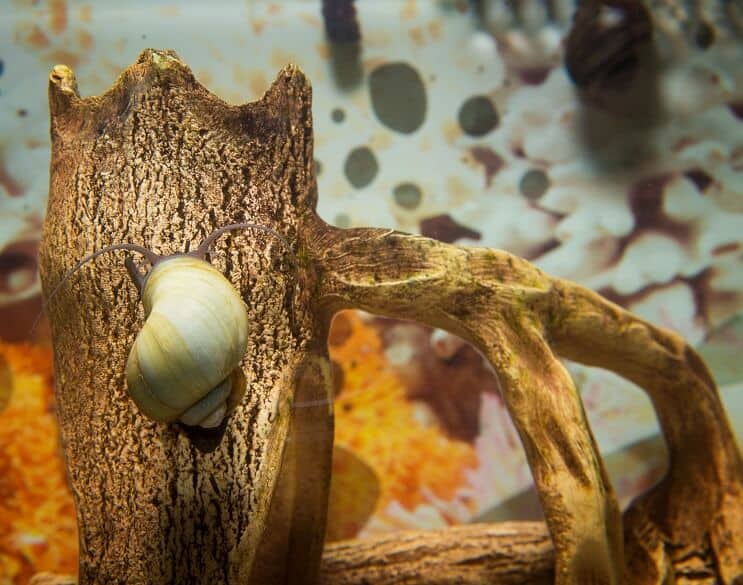 Descripción general de Mystery Snail