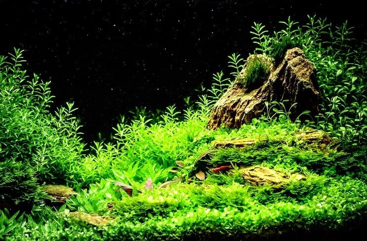 Tanque de caracol misterioso bien plantado