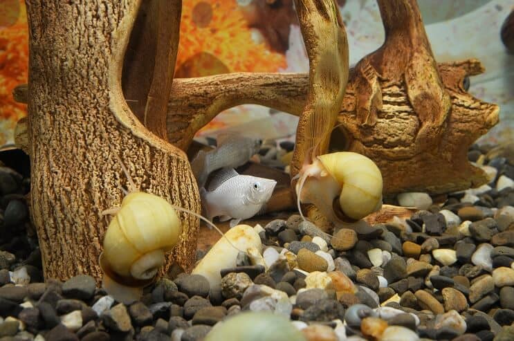 Compañeros de tanque de caracol misterioso