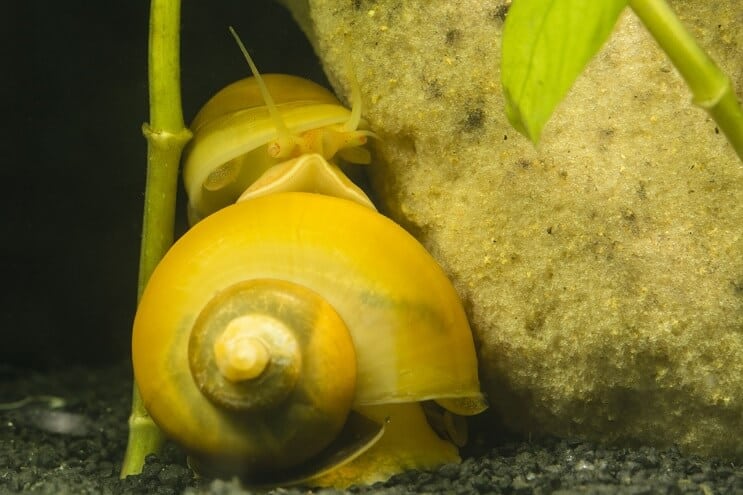 Dos caracoles misteriosos